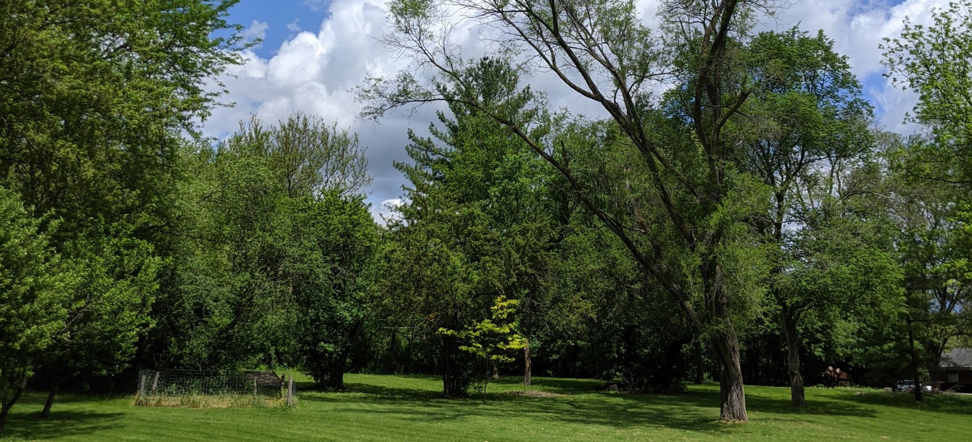 Stary Backyard